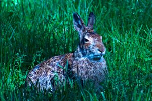 A Rabbit