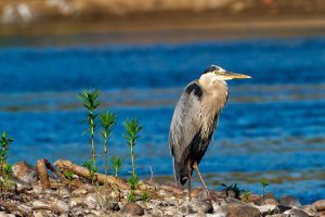 Great Blue Heron