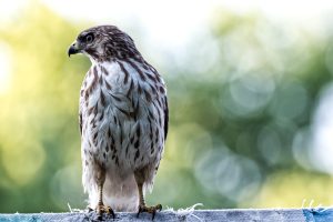 Broad Winged Hawk