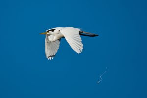 Great Egret