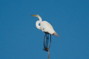 Great Egret