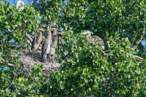 Great Blue Heron chicks