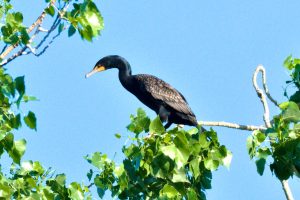 A double-crested Cormorant in a tree.