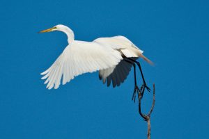 A Great Egret taking flight.