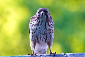 Broad Winged Hawk