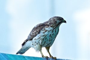Aside view of a broad-winged hawk.