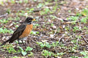 An American robin AKA red-breasted thrush.