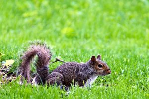 A gray squirrel in the grass.
