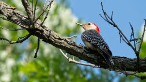A red-bellied woodpecker